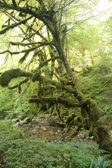 Arbre moussu sur les bords de la Génie Longue