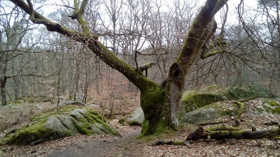 Arbre moussu