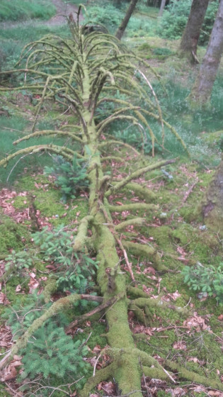 Arbre moussu