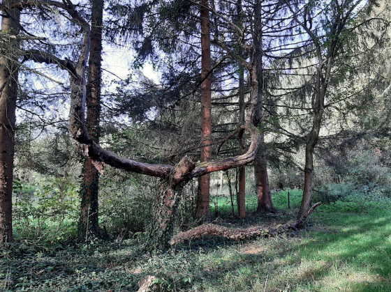 Arbre oiseau ou totem ?