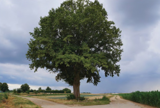 Arbre Patrote