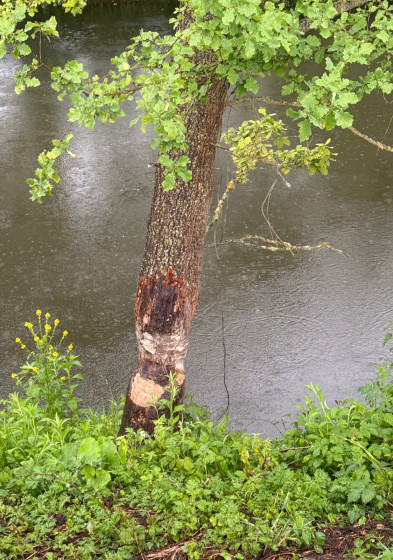 Arbre prisé des Castors