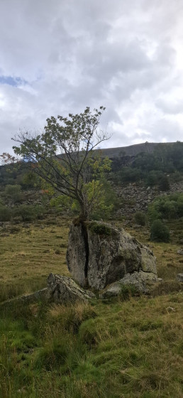 Arbre qui a fendu le rocher