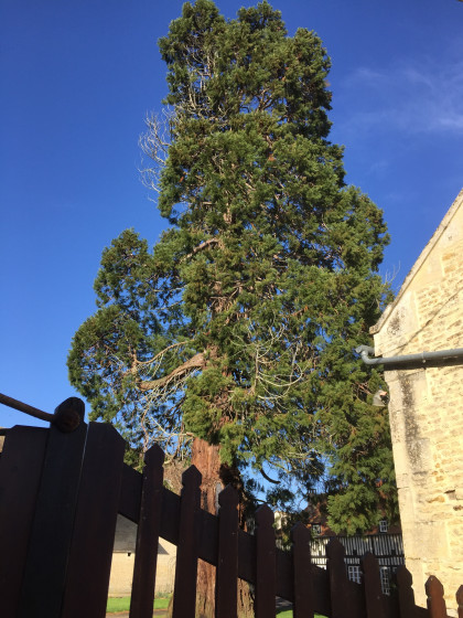 Arbre remarquable au lieu-dit la Cour
