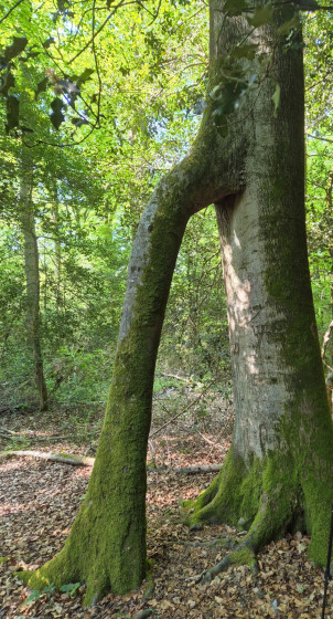 Arbre remarquable : h&ecirc;tres soud&eacute;s