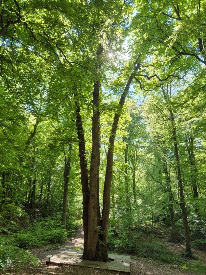 Arbre remarquable :Le Ch&ecirc;ne Cuve