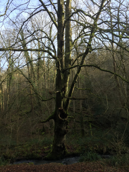 Arbre remarquable