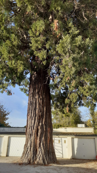 Arbre remarquable