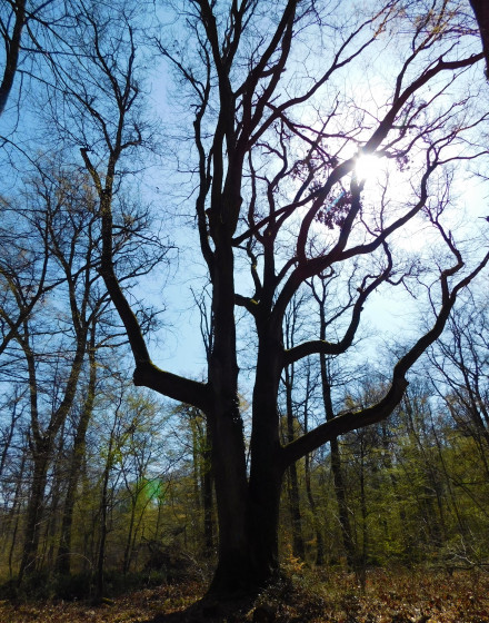 Arbre remarquable