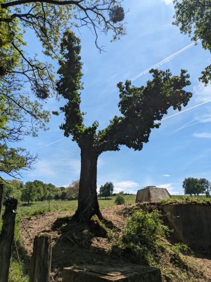 Arbre remarquable