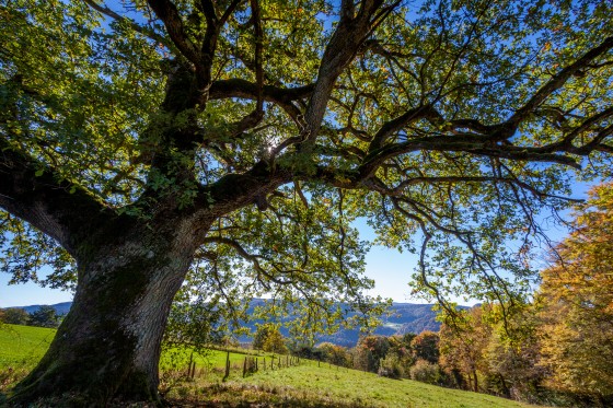 Arbre remarquable
