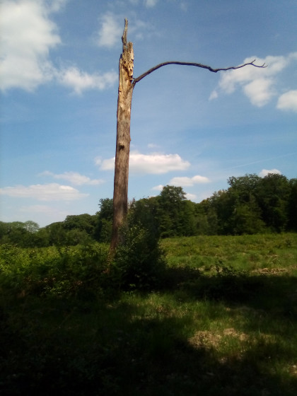 Arbre repère