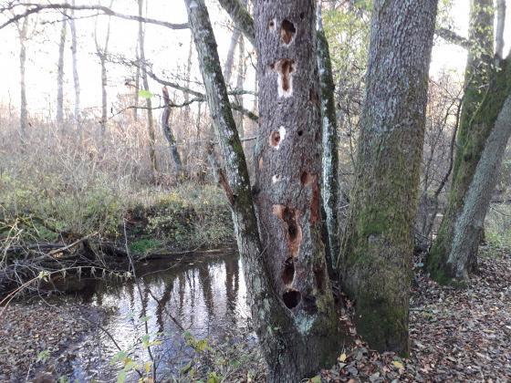 Arbre servant de nourriture pour les pics