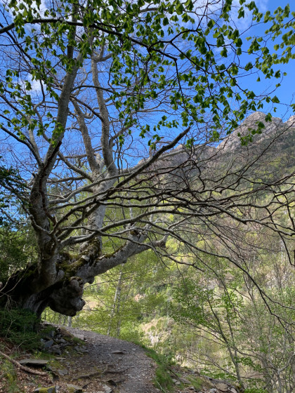 Arbre singulier