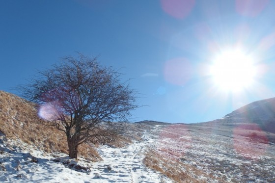 Arbre solitaire