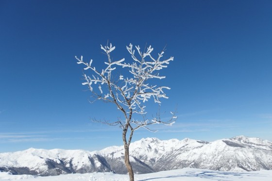 Arbre solitaire