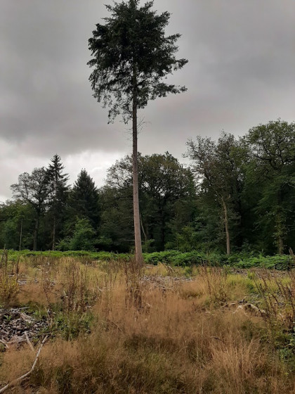 Arbre solitaire