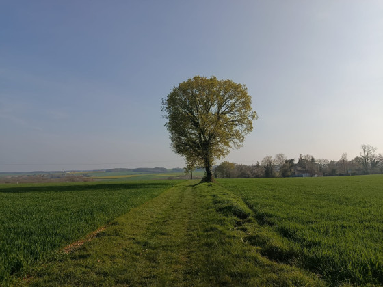 Arbre solitaire