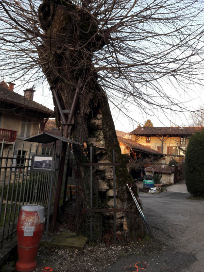 ARBRE SULLY