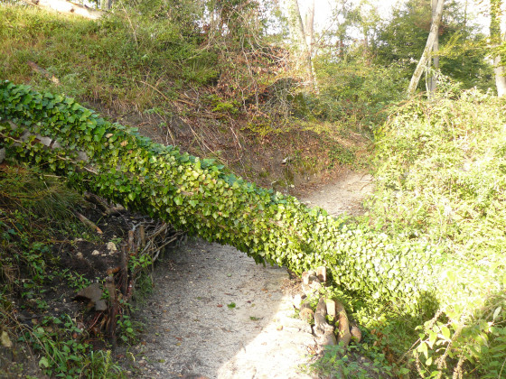 Arbre tomb&eacute;
