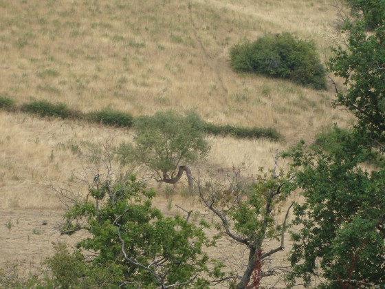 Arbre tordu