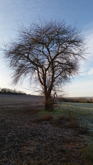 Arbre