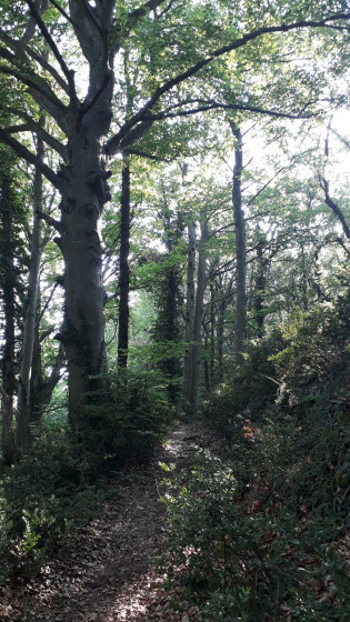 arbre