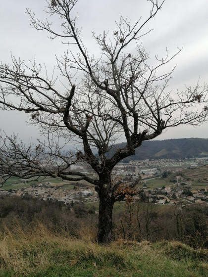 Arbre
