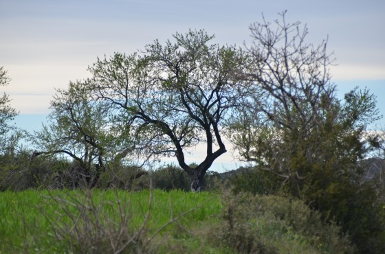 arbre