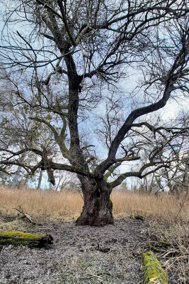Arbre
