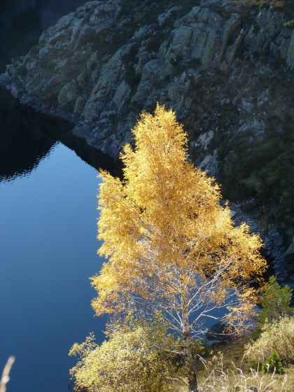 Arbre