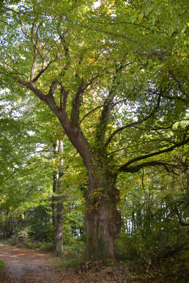 Arbre