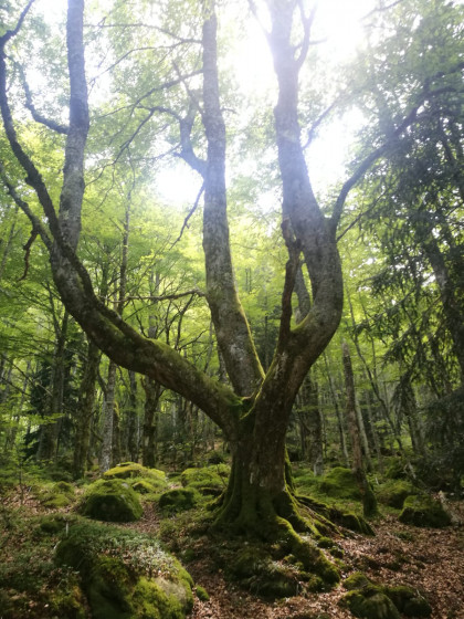 Arbre