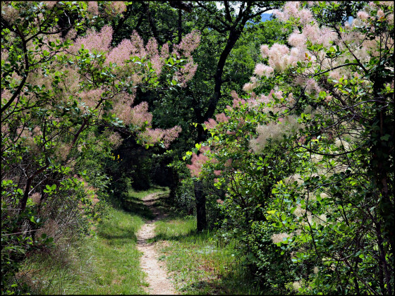 Arbres &agrave; perruque