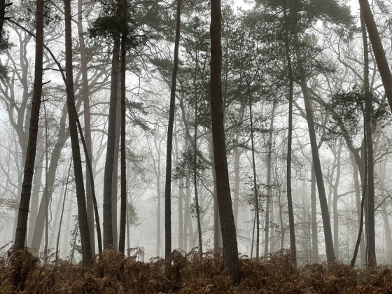 arbres dans la brume