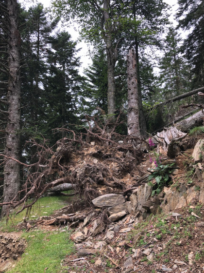 arbres d&eacute;racin&eacute;s 2 14 juillet 2021