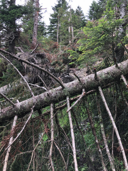 arbres d&eacute;racin&eacute;s 3
