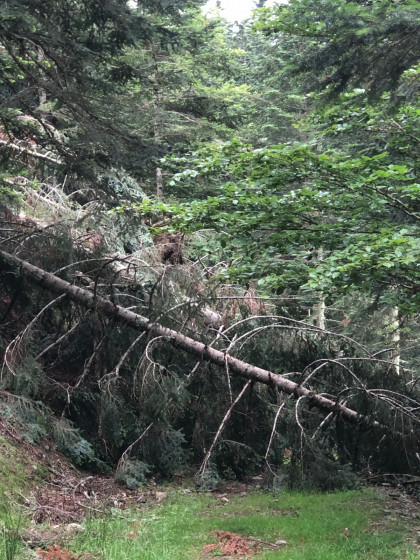 arbres déracinés 4 14 juillet 2021