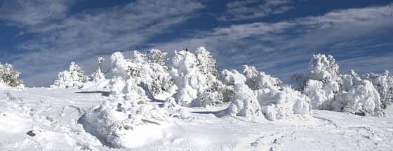 Arbres meringués par la neige