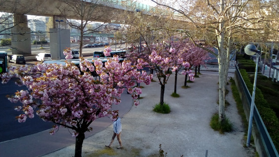Cerisiers du japon en fleurs