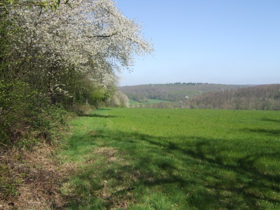Arbres en fleurs