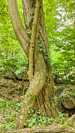 Arbres enlacés