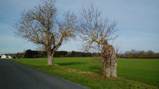 Arbres isolés