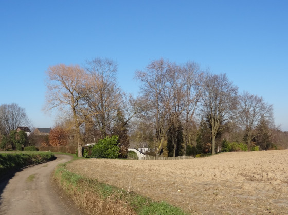 Arbres majestueux
