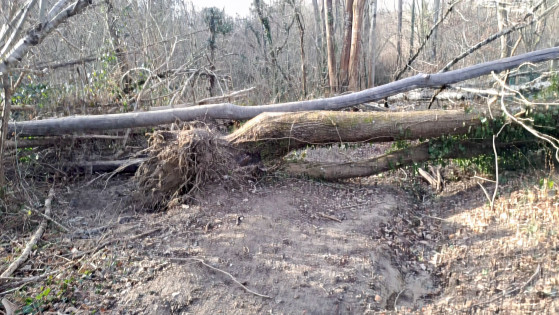 arbres tomb&eacute;s sur le chemin