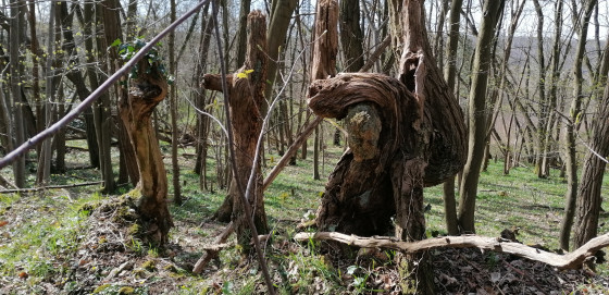 A faire Grand tour de la Forêt de Verrières Randonnée