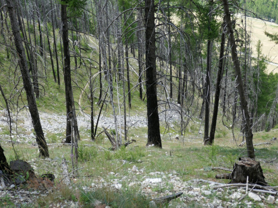 Arbres vaincus par la sêcheresse