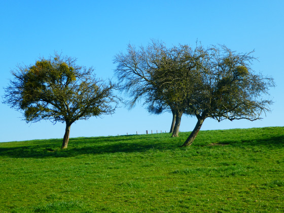 Arbres
