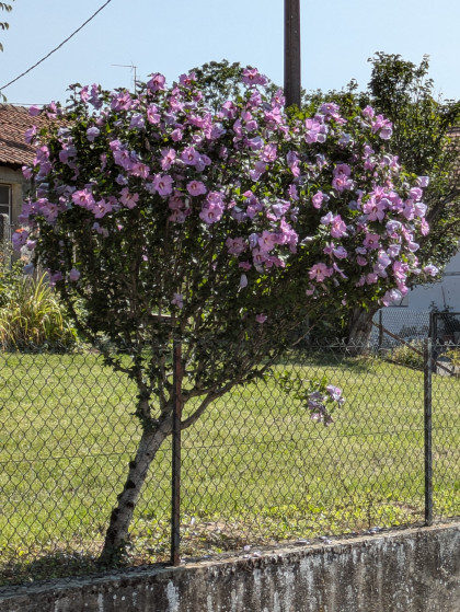 Arbuste fleuri