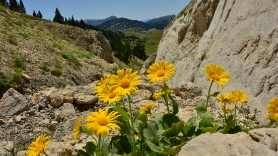 Arnica